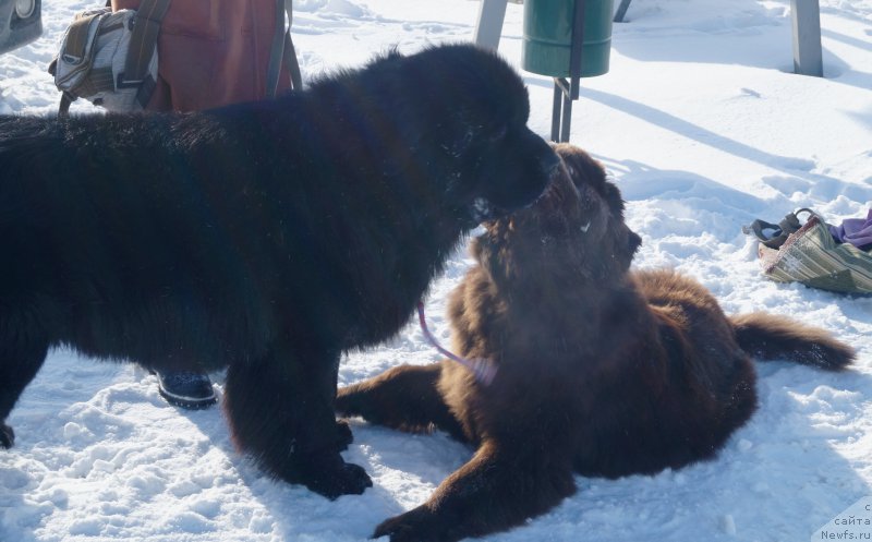 Фотография № 221017