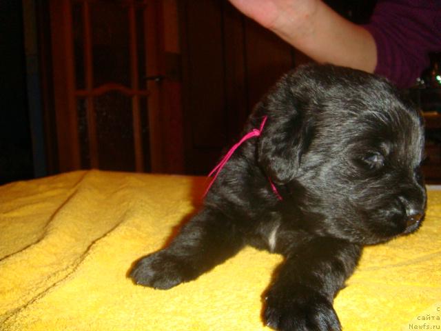 Фото: ньюфаундленд Mag Ispolin Igrunia (Маг Исполин Игрунья)