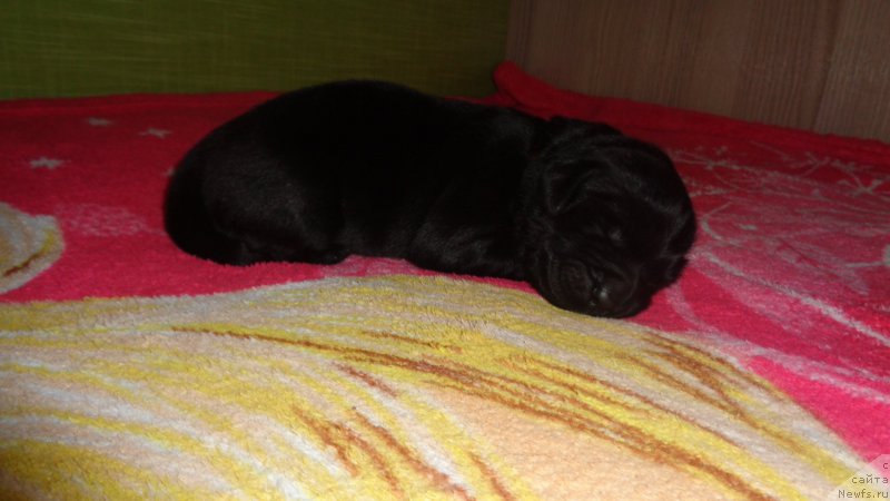 Фото: ньюфаундленд Azaliya Ditya T'myi (Азалия Дитя Тьмы)