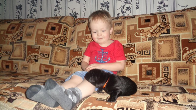 Фото: ньюфаундленд Azaliya Ditya T'myi (Азалия Дитя Тьмы)