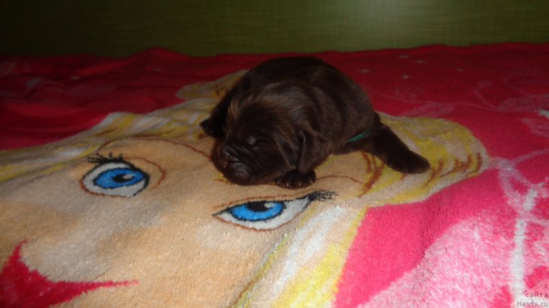 Фото: ньюфаундленд Apofeoz Bogov Zevs (Апофеоз Богов Зевс)