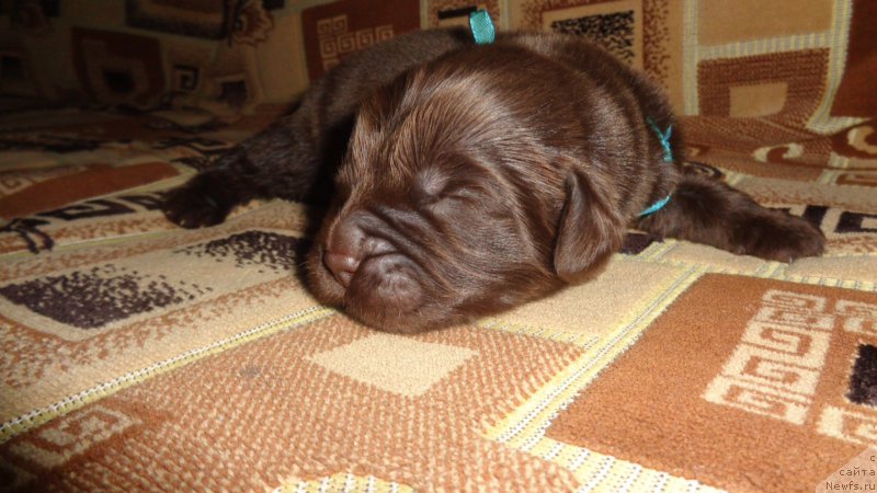 Фото: ньюфаундленд Apofeoz Bogov Zevs (Апофеоз Богов Зевс)