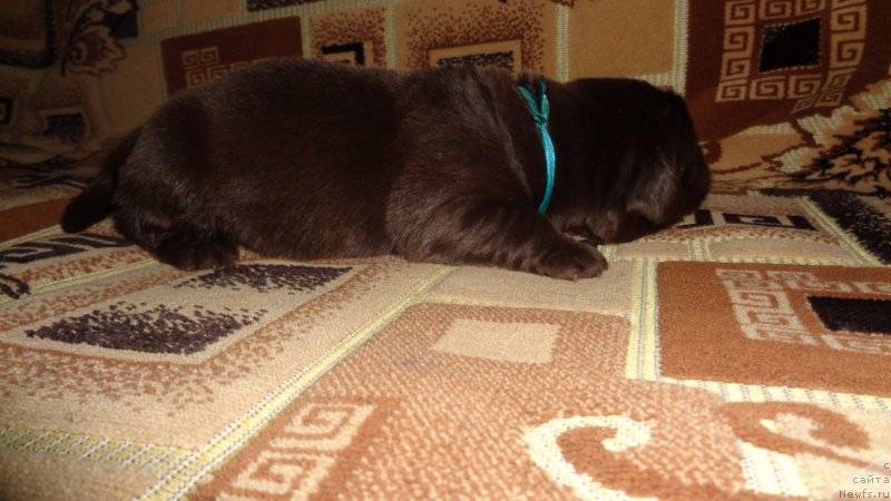 Фото: ньюфаундленд Apofeoz Bogov Zevs (Апофеоз Богов Зевс)