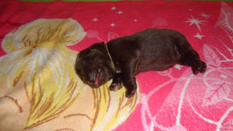 Фото: ньюфаундленд A I Super Premium (А Я Супер Премиум)