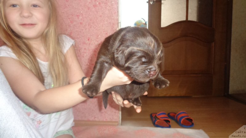 Фото: ньюфаундленд A I Super Premium (А Я Супер Премиум)