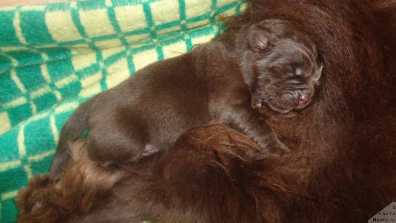 Фото: ньюфаундленд A I Super Premium (А Я Супер Премиум)