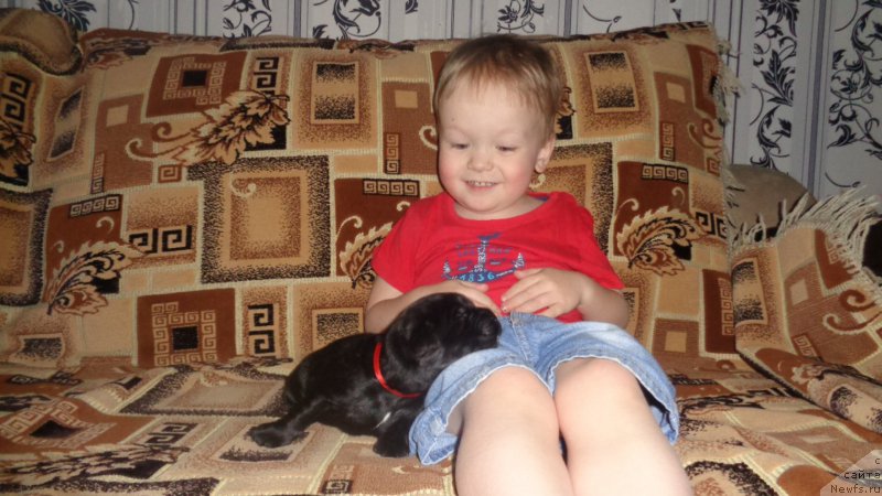 Фото: ньюфаундленд Anfisa Zvezda Parmyi (Анфиса Звезда Пармы)