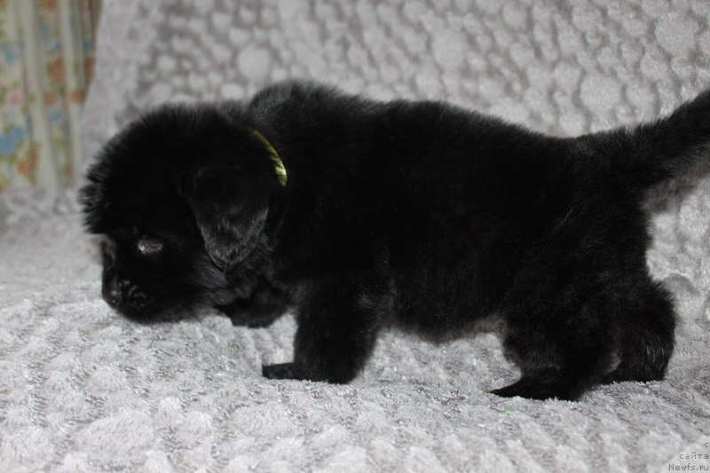 Фотография № 221047