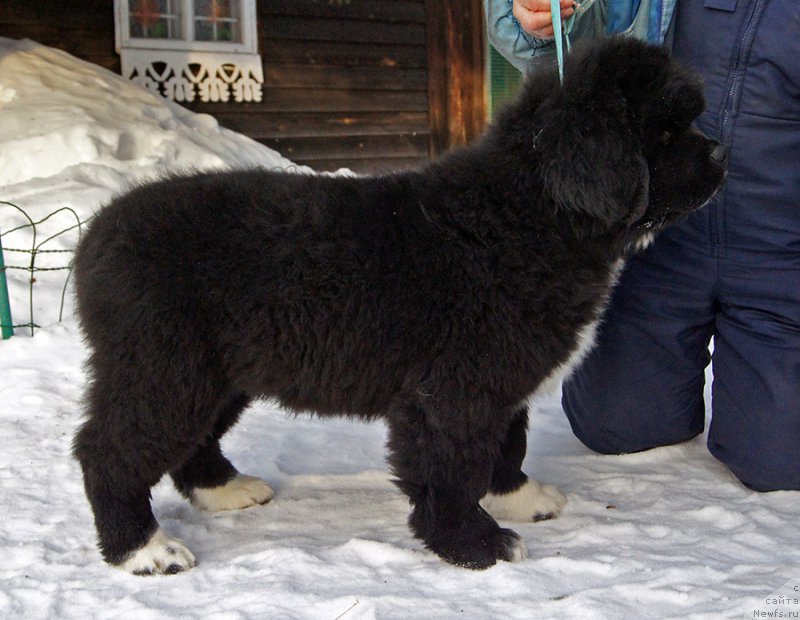 Фотография № 221050