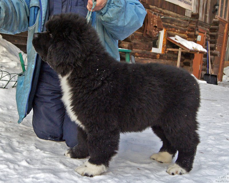 Фотография № 221052