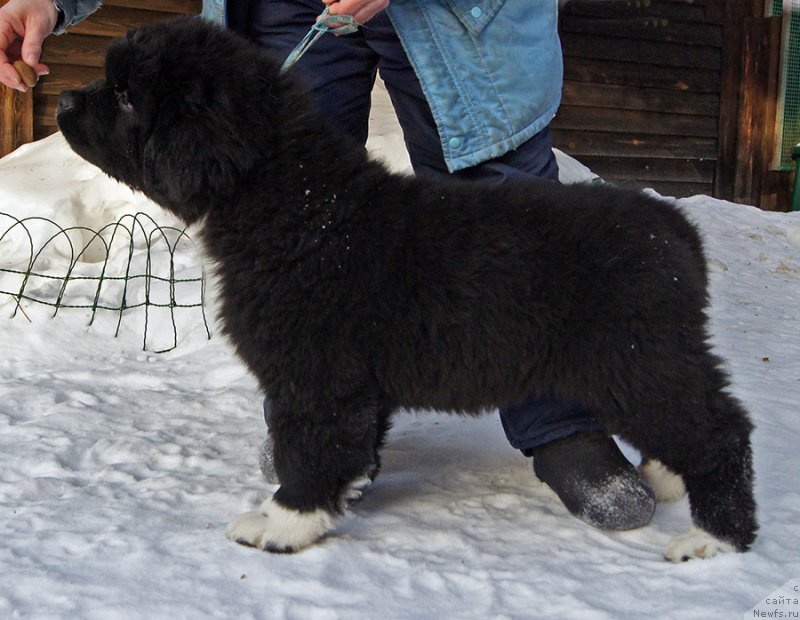 Фотография № 221053