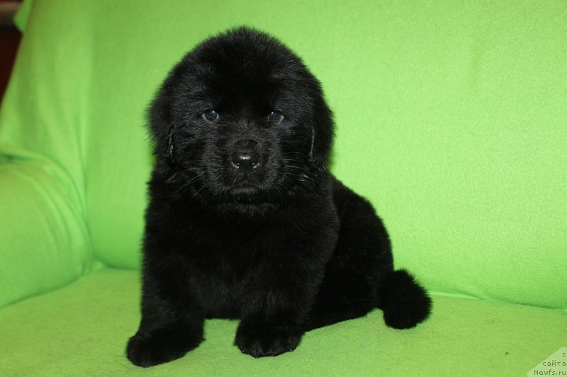 Фото: розовая, ньюфаундленд Lunnaya Sonata Dlya Elenyi Grand Byebi (Лунная Соната Для Елены Гранд Бэби)