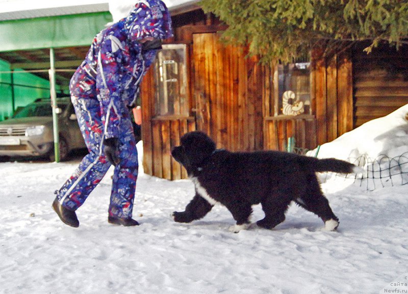 Фото: ньюфаундленд Super Bizon Tatonka (Супер Бизон Татонка)