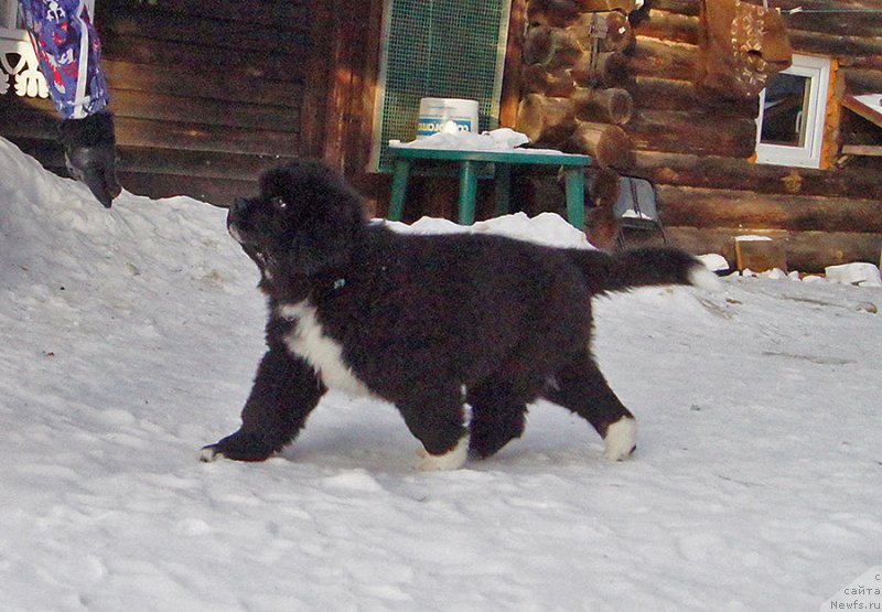 Фото: ньюфаундленд Super Bizon Tatonka (Супер Бизон Татонка)