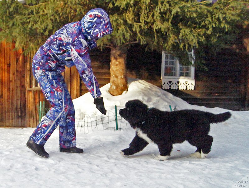 Фото: ньюфаундленд Super Bizon Tatonka (Супер Бизон Татонка)