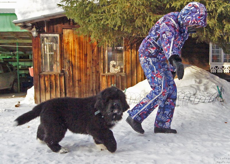 Фото: ньюфаундленд Super Bizon Tatonka (Супер Бизон Татонка)