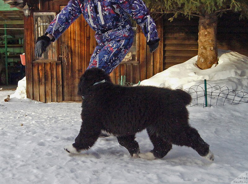 Фото: ньюфаундленд Super Bizon Tatonka (Супер Бизон Татонка)