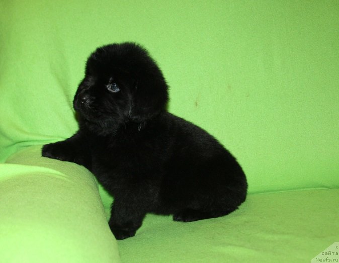 Фотография № 221062