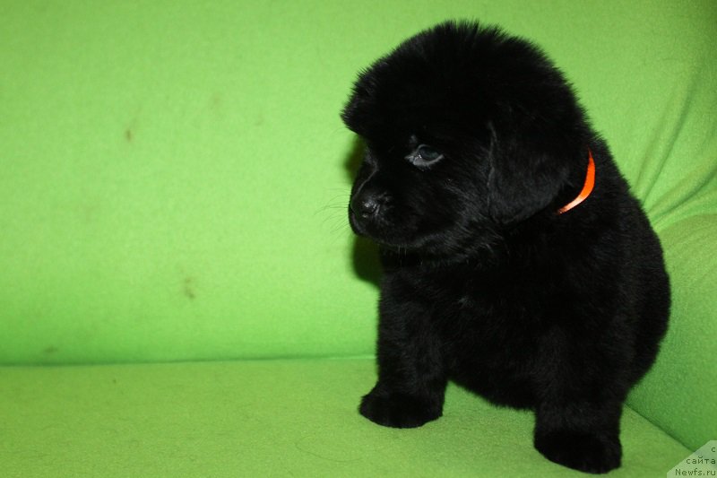 Фотография № 221065