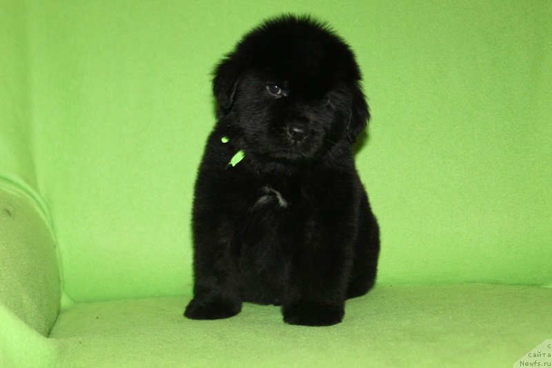 Фотография № 221076