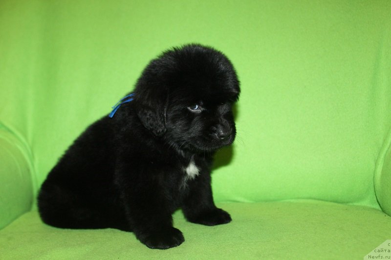 Фотография № 221077