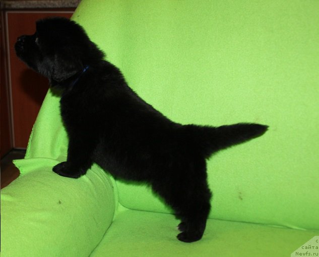 Фотография № 221078