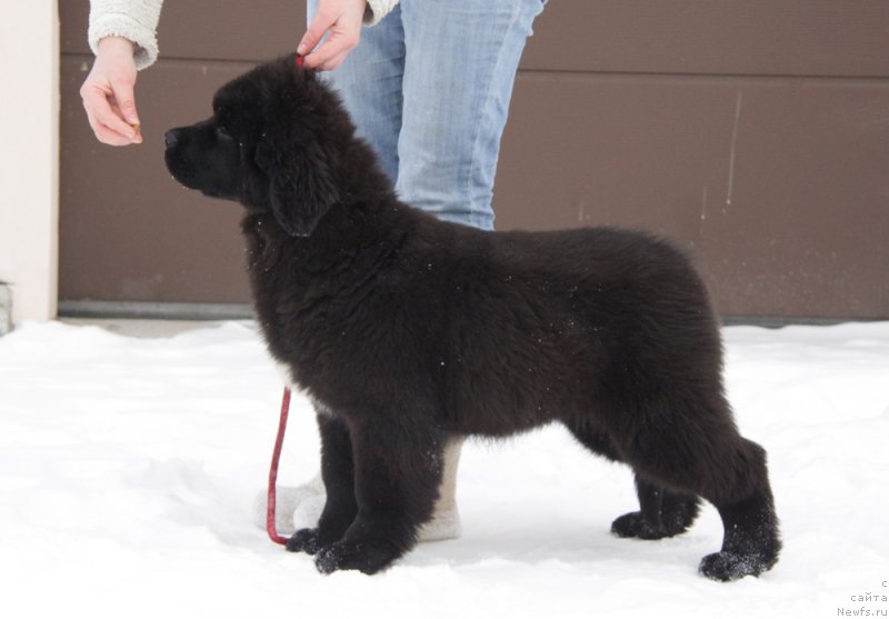 Фото: ньюфаундленд Akvian Song Tess (Аквиан Сонг Тесс)