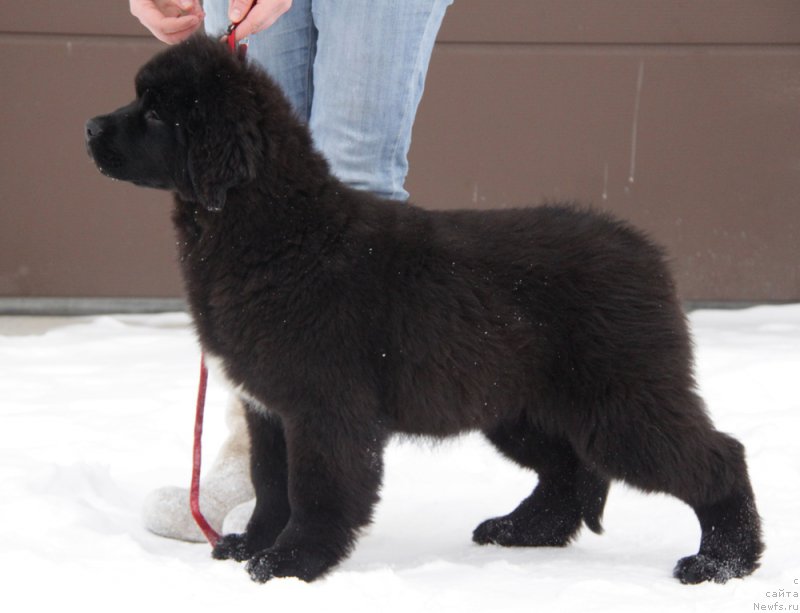 Фото: ньюфаундленд Akvian Song Tess (Аквиан Сонг Тесс)