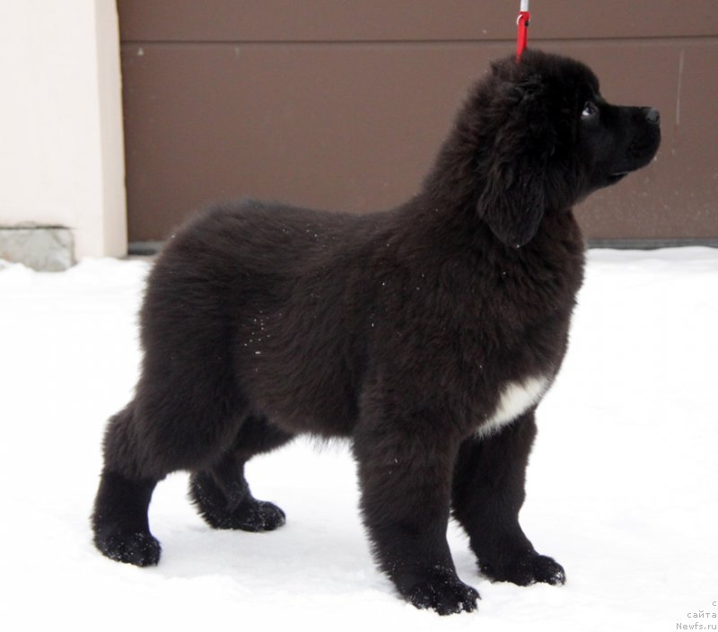 Фото: ньюфаундленд Akvian Song Tess (Аквиан Сонг Тесс)