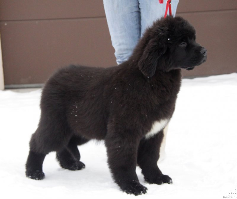 Фото: ньюфаундленд Akvian Song Tess (Аквиан Сонг Тесс)