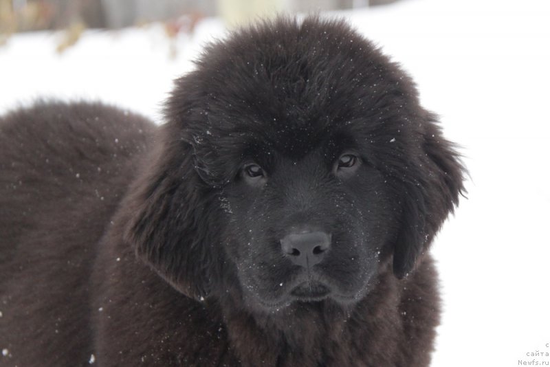Фото: ньюфаундленд Akvian Song Tess (Аквиан Сонг Тесс)