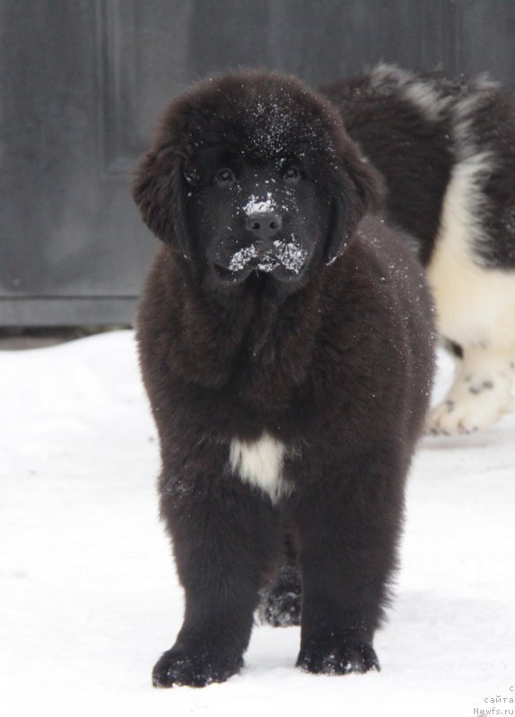 Фото: ньюфаундленд Akvian Song Tess (Аквиан Сонг Тесс)