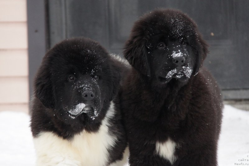Фото: ньюфаундленд Akvian Song Trevor (Аквиан Сонг Тревор), и, ньюфаундленд Akvian Song Tess (Аквиан Сонг Тесс)
