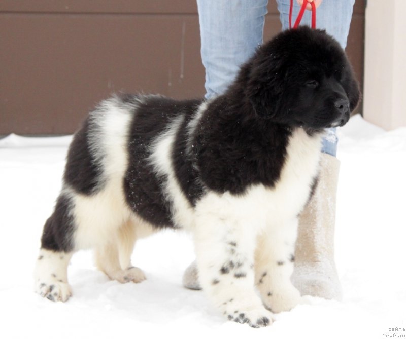 Фото: ньюфаундленд Akvian Song Trevor (Аквиан Сонг Тревор)