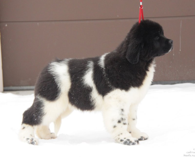 Фото: ньюфаундленд Akvian Song Trevor (Аквиан Сонг Тревор)