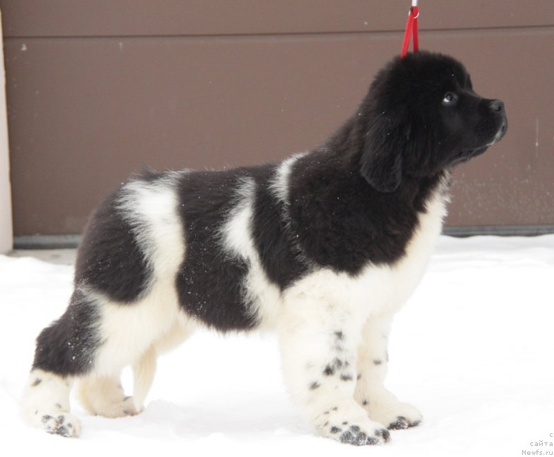 Фото: ньюфаундленд Akvian Song Trevor (Аквиан Сонг Тревор)