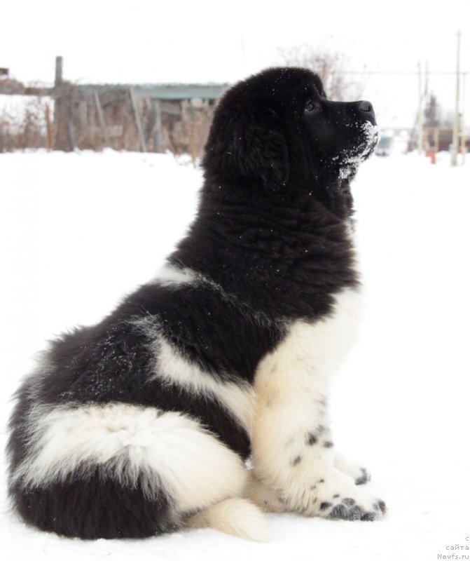 Фото: ньюфаундленд Akvian Song Trevor (Аквиан Сонг Тревор)