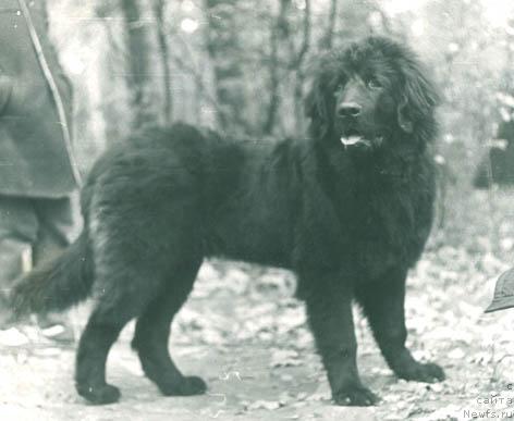 Фото: ньюфаундленд Ogdyen (Огдэн)