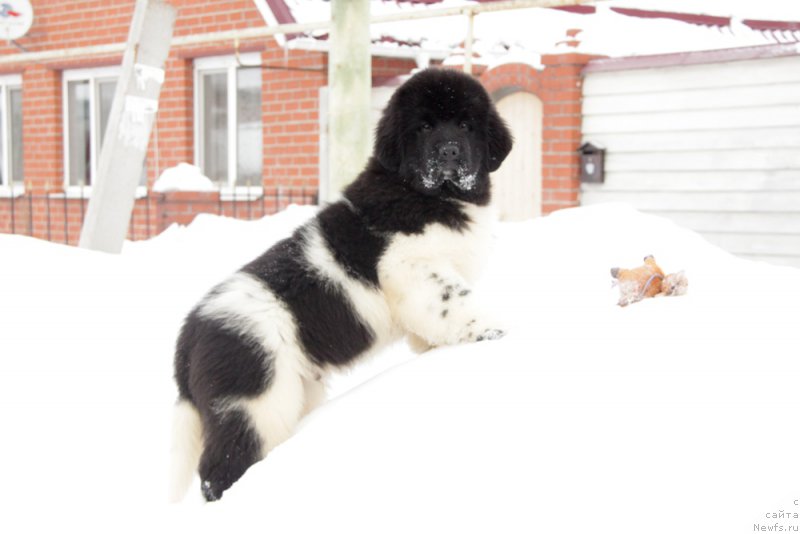 Фото: ньюфаундленд Akvian Song Trevor (Аквиан Сонг Тревор)