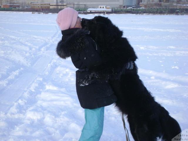 Фото: ньюфаундленд Amazonka YEmi CHardishik (Амазонка Эми Чардишик), Anastasiya Loskutova (Анастасия Лоскутова)