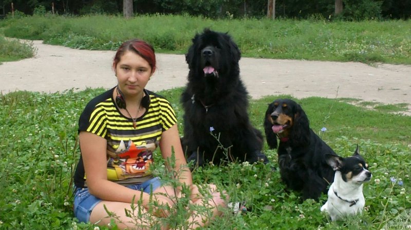 Фото: ньюфаундленд Sent Djons Ulla for Kara Ayular (Сент Джонс Улла для Кара Аюлар)