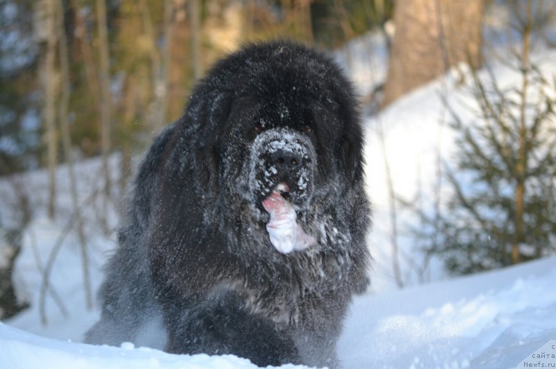 Фото: ньюфаундленд Nazar Vyatskiy Medved (Назар Вятский Медведь)
