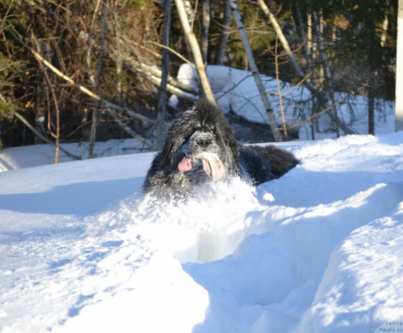 Фотография № 221144