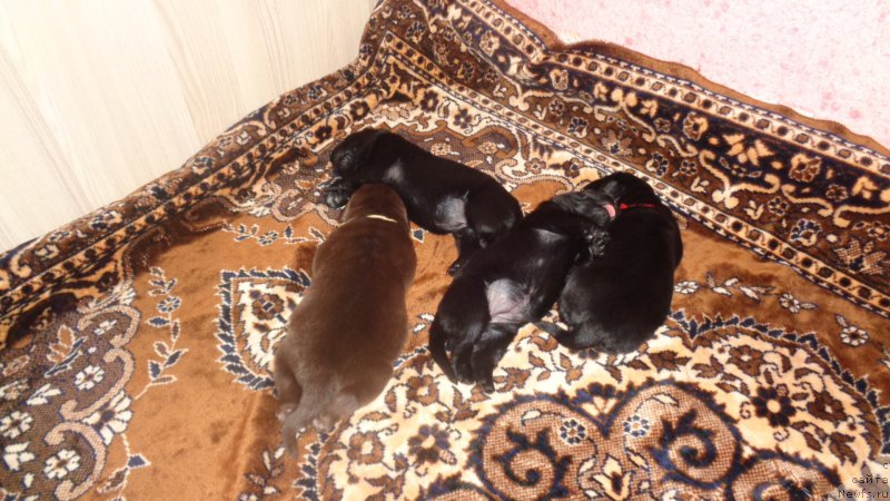 Фото: ньюфаундленд A I Super Premium (А Я Супер Премиум), ньюфаундленд Azaliya Ditya T'myi (Азалия Дитя Тьмы), ньюфаундленд Anariyel' Luchik Udachi (Анариэль Лучик Удачи), ньюфаундленд Anfisa Zvezda Parmyi (Анфиса Звезда Пармы)