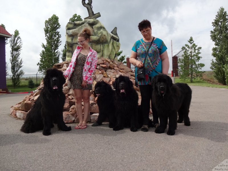 Фото: ньюфаундленд Sent Djons Ulla for Kara Ayular (Сент Джонс Улла для Кара Аюлар), ньюфаундленд Jenev'ev Garni Ledyen (Женевьев Гарни Ледэн), ньюфаундленд Golden Star Dream (Голден Стар Дреам), ньюфаундленд Zhustin s Berega Dona (Жюстин с Берега Дона)