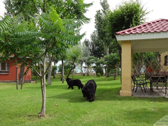 Фото: ньюфаундленд Jenev'ev Garni Ledyen (Женевьев Гарни Ледэн), ньюфаундленд Sent Djons Ulla for Kara Ayular (Сент Джонс Улла для Кара Аюлар)