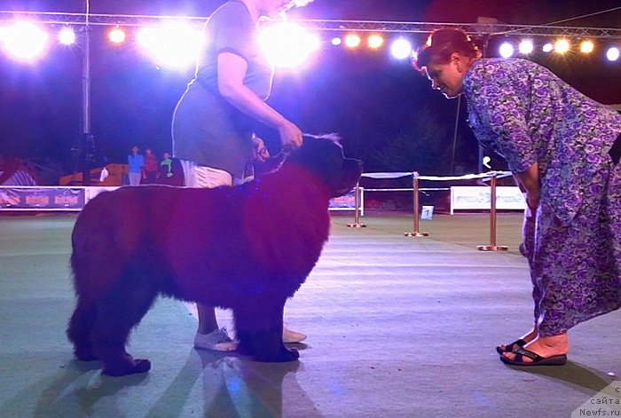 Фото: ньюфаундленд Sent Djons Ulla for Kara Ayular (Сент Джонс Улла для Кара Аюлар)