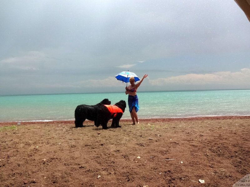 Фото: ньюфаундленд Jenev'ev Garni Ledyen (Женевьев Гарни Ледэн), ньюфаундленд Sent Djons Ulla for Kara Ayular (Сент Джонс Улла для Кара Аюлар)