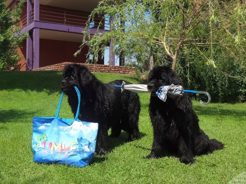 Фото: ньюфаундленд Jenev'ev Garni Ledyen (Женевьев Гарни Ледэн), ньюфаундленд Sent Djons Ulla for Kara Ayular (Сент Джонс Улла для Кара Аюлар)
