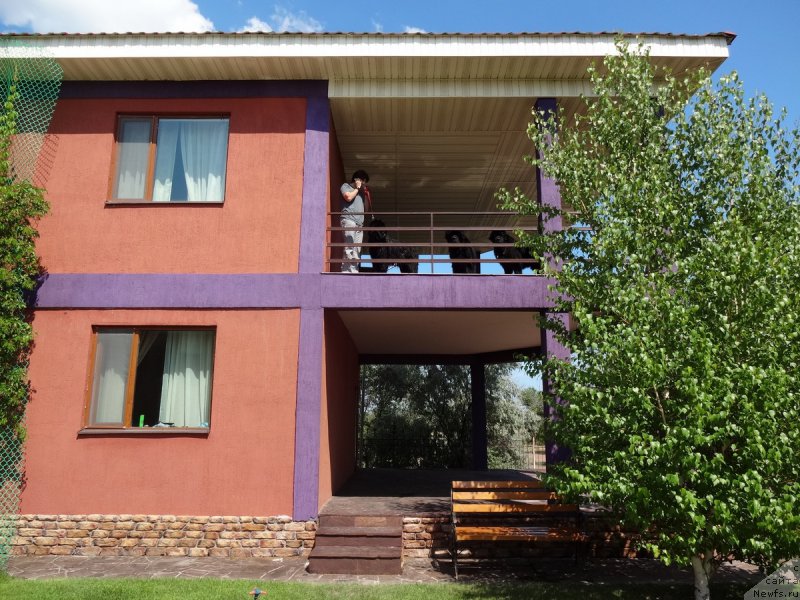 Фото: ньюфаундленд Jenev'ev Garni Ledyen (Женевьев Гарни Ледэн), ньюфаундленд Sent Djons Ulla for Kara Ayular (Сент Джонс Улла для Кара Аюлар), ньюфаундленд Zhustin s Berega Dona (Жюстин с Берега Дона)